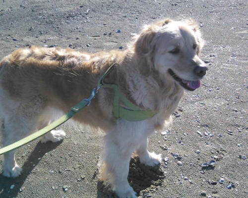 media.Gallery-Pet-01-Villa-Tosi-Bellaria