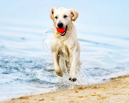 media.Gallery-Pet-03-Villa-Tosi-Bellaria